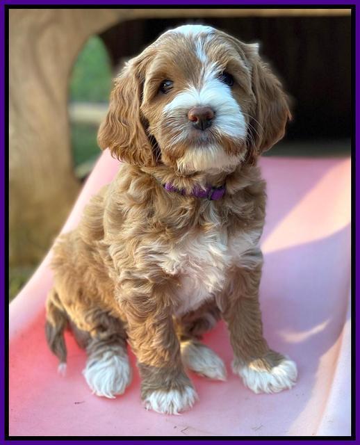 Delta Roka pups 7 wks old 201