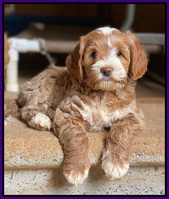 Delta Roka pups 8 wks old 301