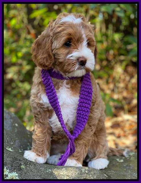 Delta Roka pups 8 wks old 311