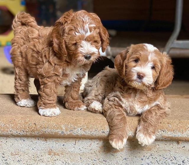 Delta Roka pups 8 wks old 431