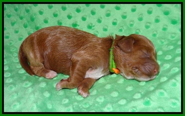 Delta Roka pups 1 wk old 101