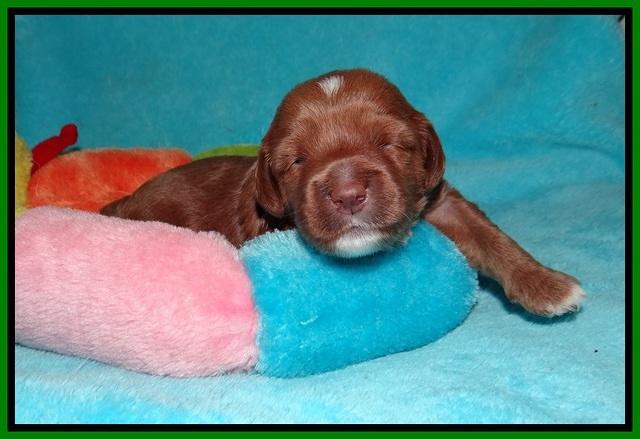 Delta Roka pups 2 wks old 720