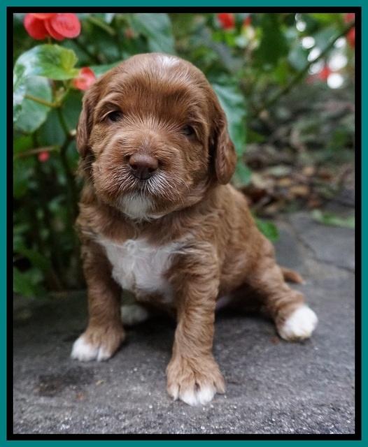 Delta Roka pups 3 wks old 241