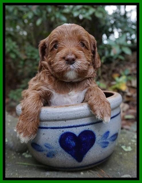 Delta Roka pups 4 wks old 211