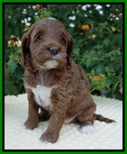 Delta Roka pups 5 wks old 131