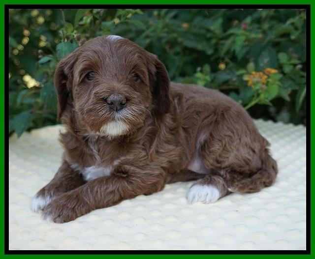 Delta Roka pups 5 wks old 141