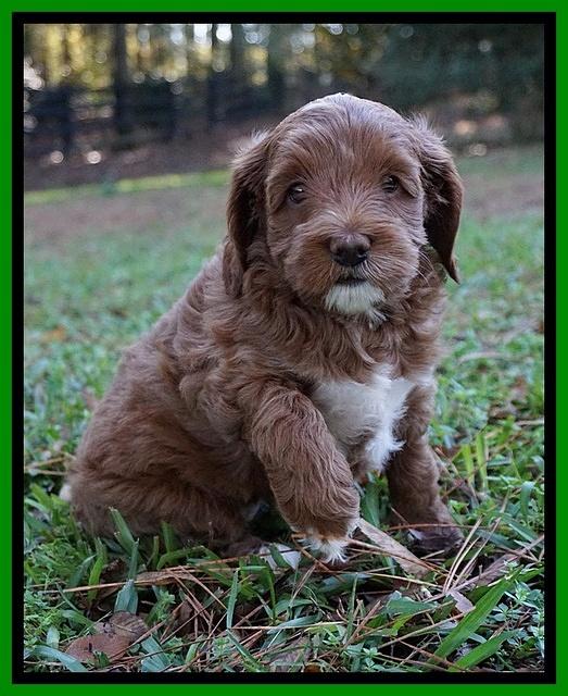 Delta Roka pups 6 wks old 201