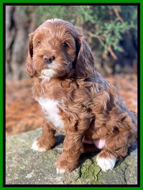 Delta Roka pups 6 wks old 211