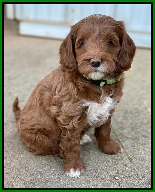 Delta Roka pups 7 wks old 231