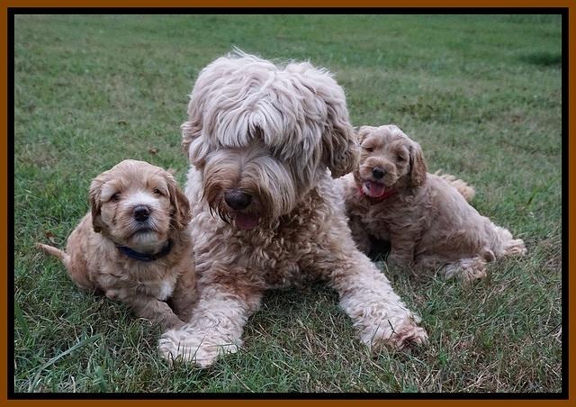 Dreamer Nova 5 wks old 101