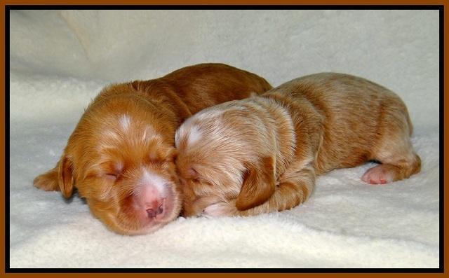 Dreamer Nova pups 1 wk old 71