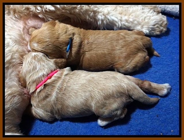 Dreamer Nova pups 2 wks old 101