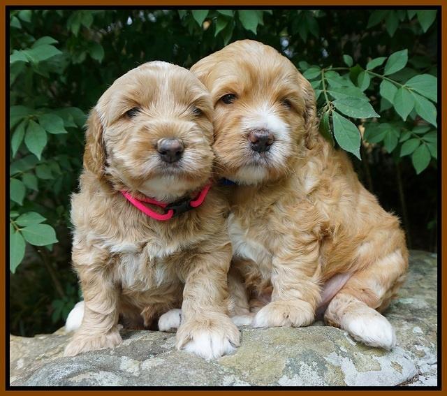 Dreamer Nova 4 wks old 71