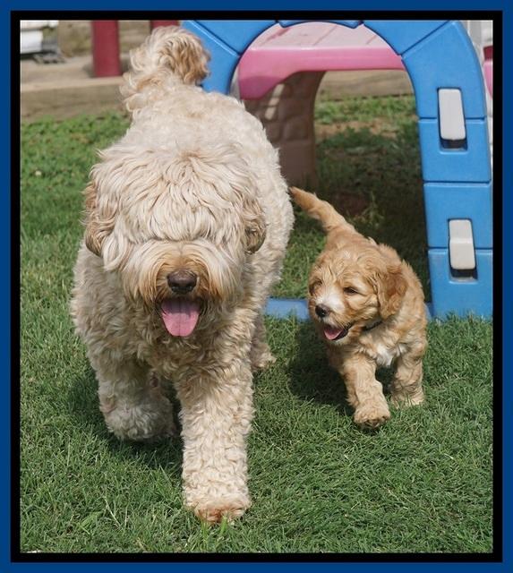 Dreamer Nova pups 6 wks old 101