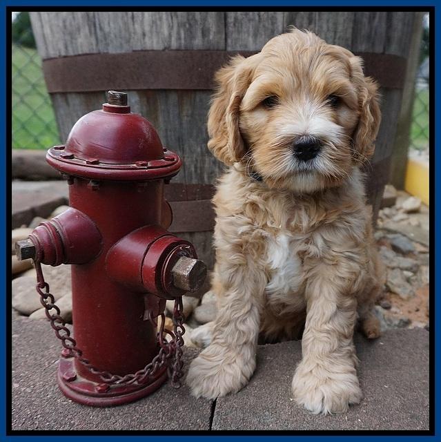 Dreamer Nova pups 6 wks old 11