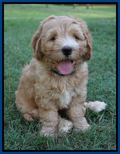 Dreamer Nova pups 7 wks old 71