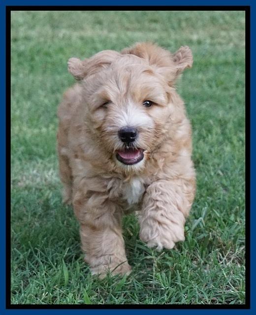 Dreamer Nova pups 7 wks old 81