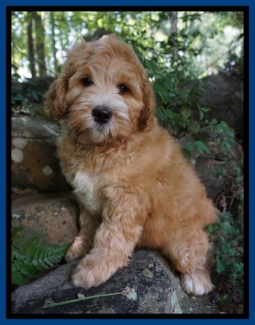 Dreamer Nova pups 8 wks old 51