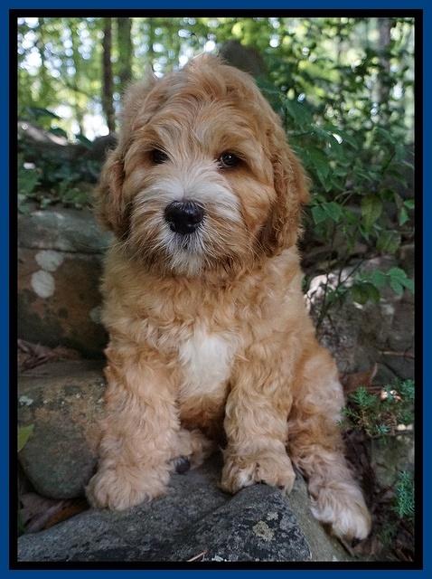 Dreamer Nova pups 8 wks old 81