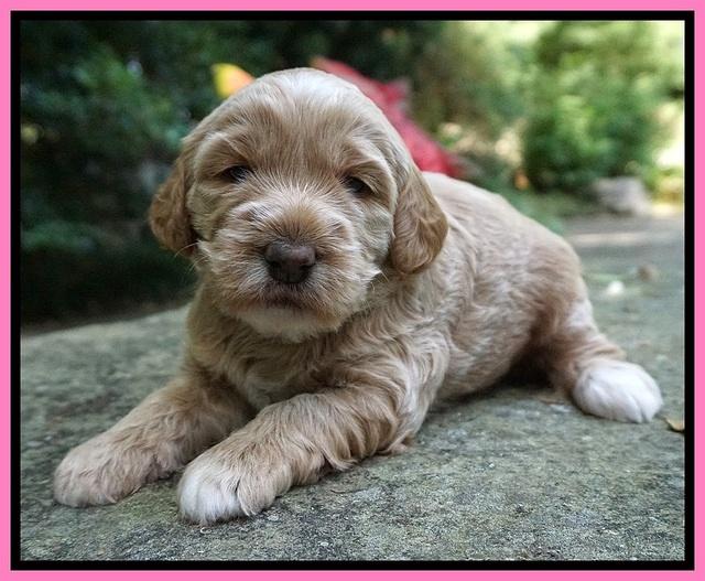 Dreamer Nova 3 wks old 61