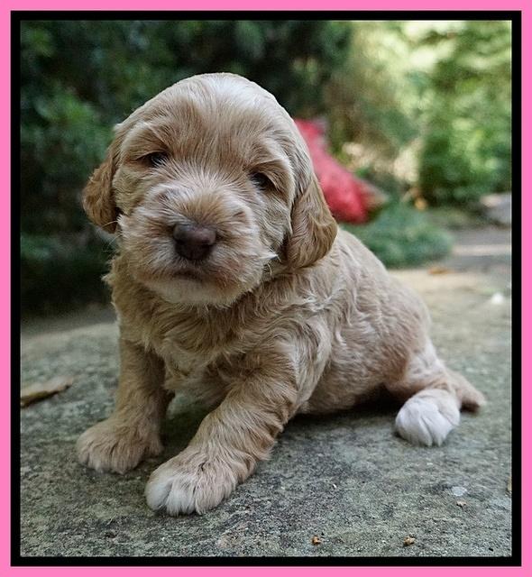 Dreamer Nova 3 wks old 81