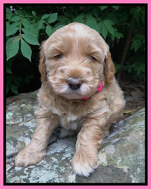 Dreamer Nova 4 wks old 61