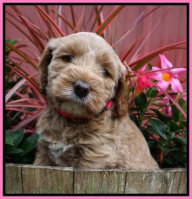 Dreamer Nova 5 wks old 11