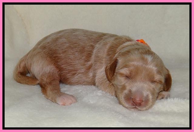Dreamer Nova pups 1 wk old 31