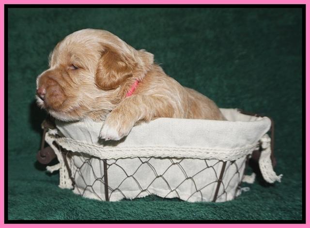 Dreamer Nova pups 2 wks old 31