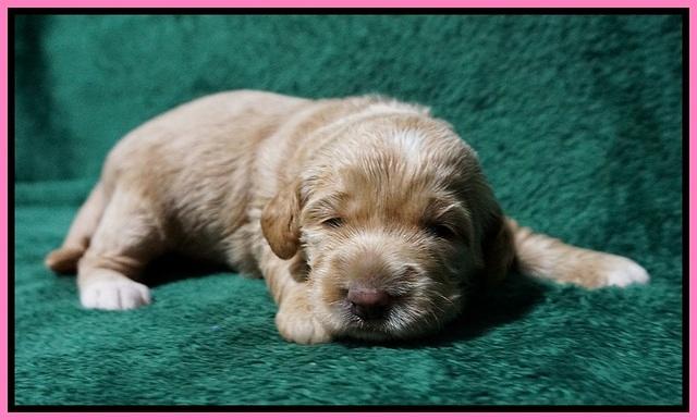 Dreamer Nova pups 2 wks old 41