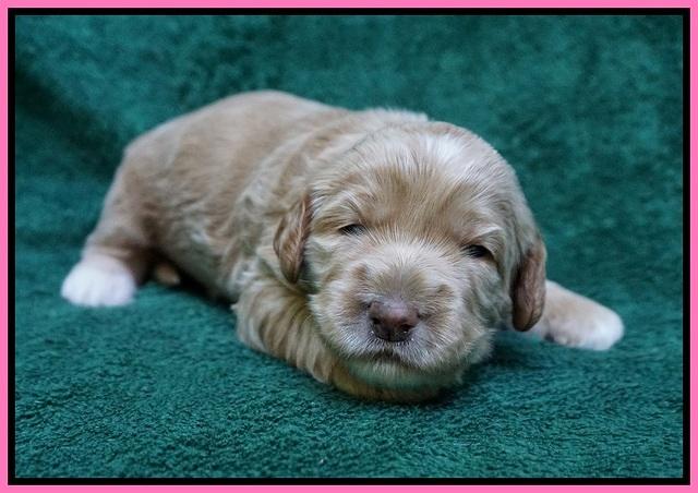 Dreamer Nova pups 2 wks old 51