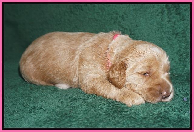 Dreamer Nova pups 2 wks old 61