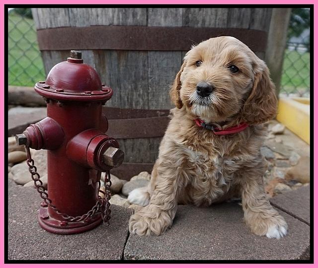 Dreamer Nova pups 6 wks old 41