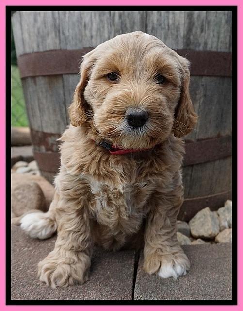 Dreamer Nova pups 6 wks old 51