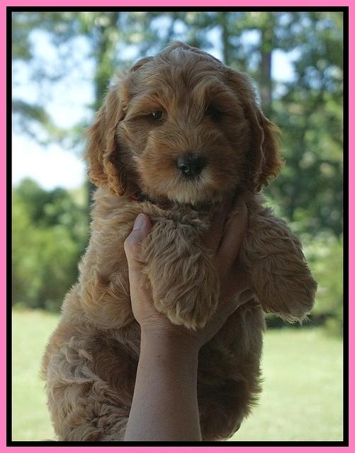 Dreamer Nova pups 7 wks old 41