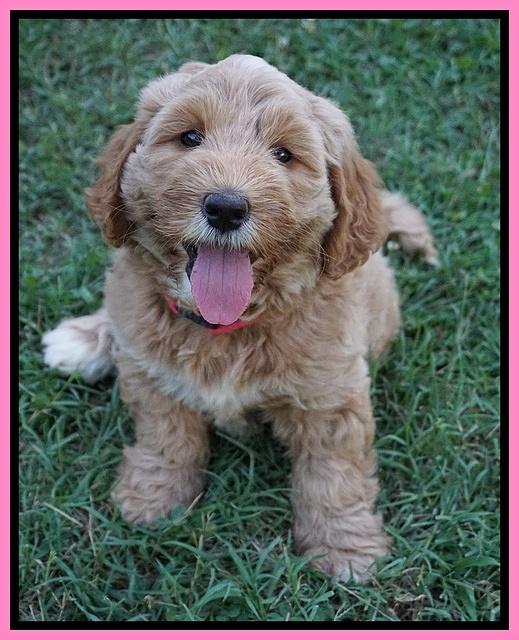 Dreamer Nova pups 7 wks old 61