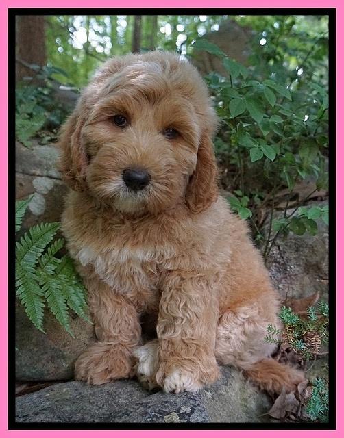 Dreamer Nova pups 8 wks old 11