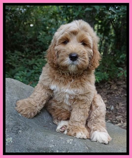 Dreamer Nova pups 8 wks old 41