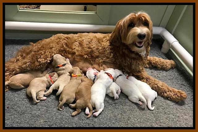 Ellei Benz group one wk old
