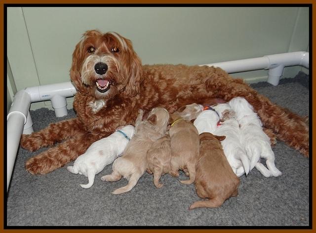 Ellie Benz pups 2 wks old 251