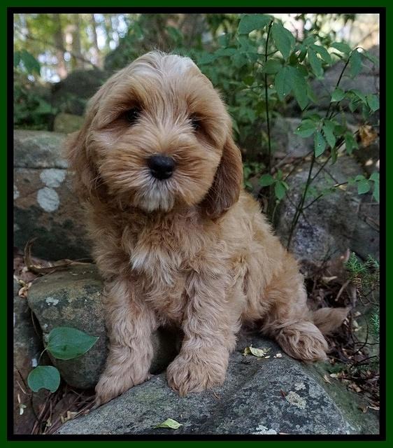 Ellie Benz pups 8 weeks old 61