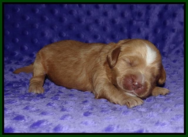 Ellie Benz pups 1 wk old 91