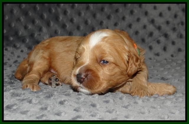 Ellie Benz pups 2 wks old 111