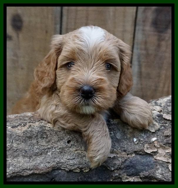 Ellie Benz pups 4 wks old111