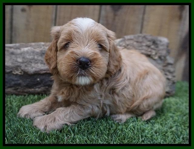 Ellie Benz pups 4 wks old121