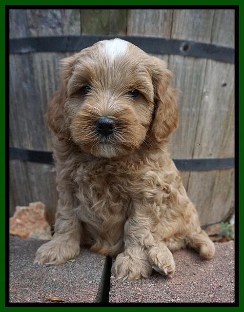 Ellie Benz pups 5 wks old 161