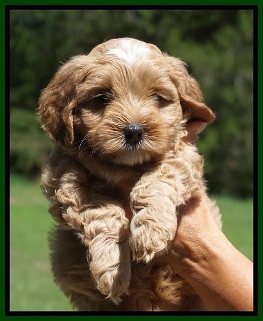 Ellie Benz pups 6 wks old191