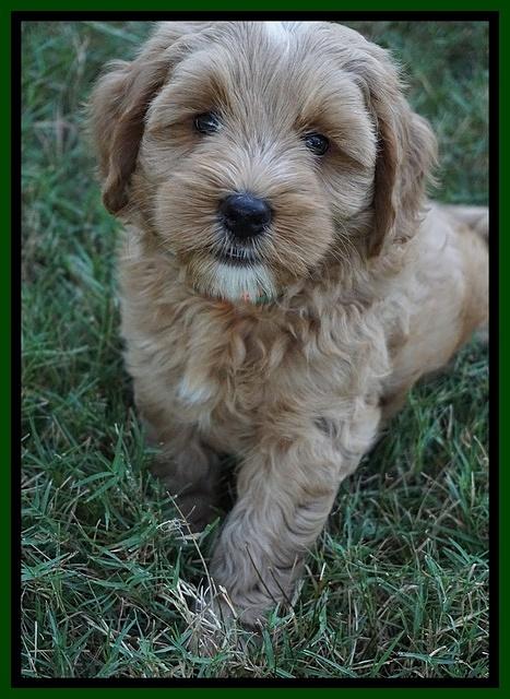 Ellie Benz pups 7 wks old 181