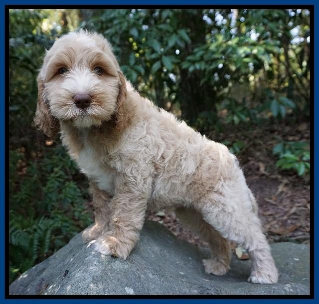 Ellie Benz pups 8 weeks old 11