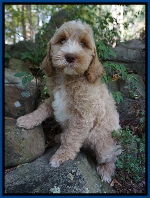 Ellie Benz pups 8 weeks old 31